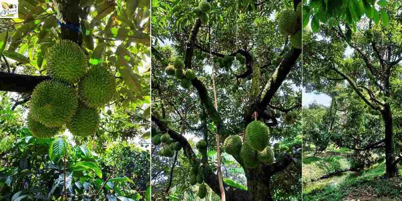 sầu riêng khổ qua