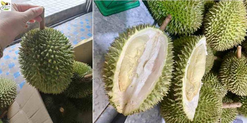 sầu riêng khổ qua