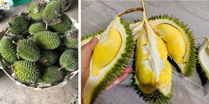 sầu riêng 6 hữu