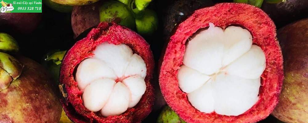 THU HOẠCH MĂNG CỤT