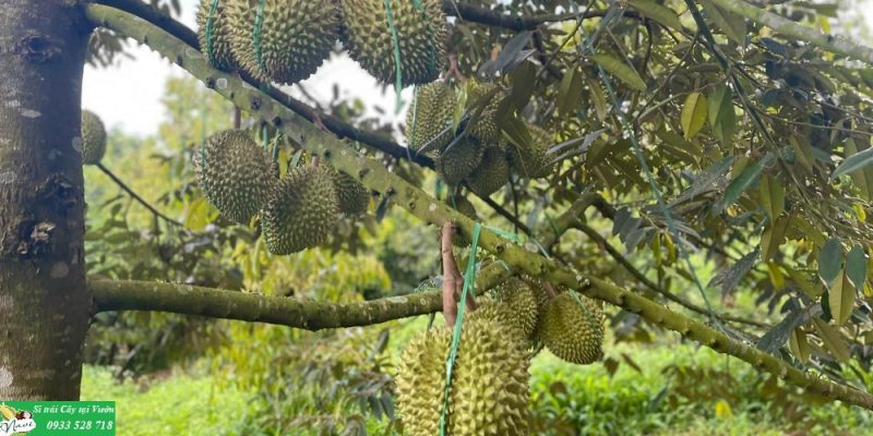 Cây sầu riêng Ri6 chuẩn bị thu hoạch